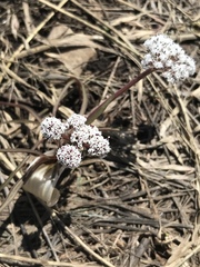 Lomatium linearifolium
