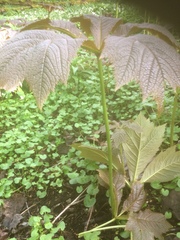Rodgersia