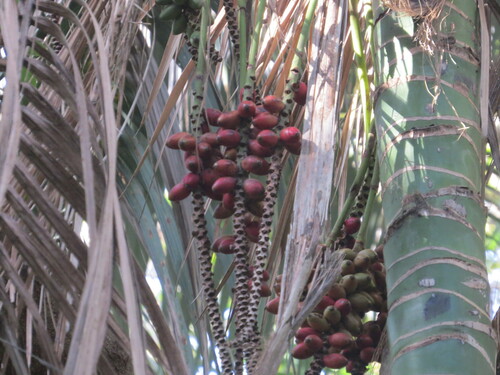 Image of Howea forsteriana by (c) ian_mcallan, some rights reserved (CC BY)