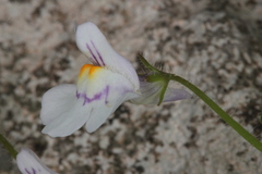 Cymbalaria microcalyx