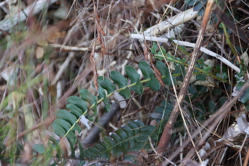 Image of Southern Hard Fern (Blechnum australe) by (c) Tony Rebelo, some rights reserved (CC BY-SA)