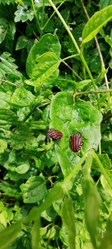 Graphosoma italicum italicum