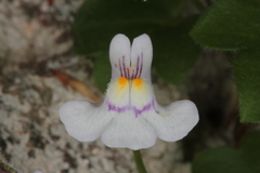 Cymbalaria microcalyx