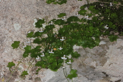 Cymbalaria microcalyx