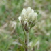 Antennaria howellii - Photo (c) Eric Knopf,  זכויות יוצרים חלקיות (CC BY-NC), uploaded by Eric Knopf