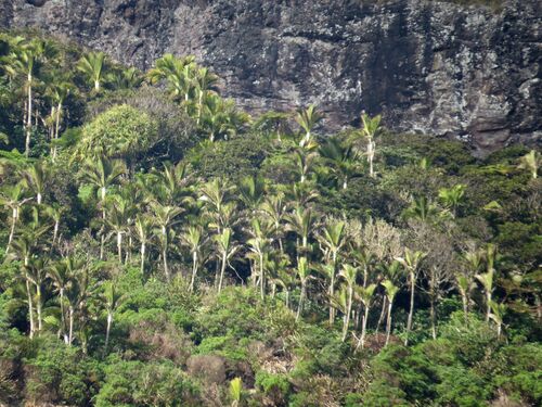 Big Mountain Palm (Hedyscepe canterburyana)