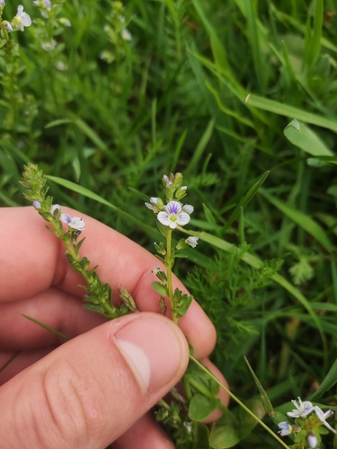 Čiobralapė veronika