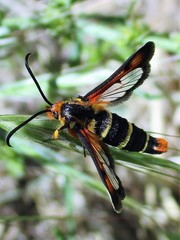 Pyropteron minianiforme