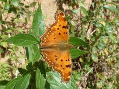 Polygonia egea