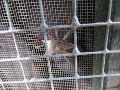 Acanthocephala declivis
