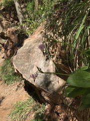 Primula pauciflora zionensis