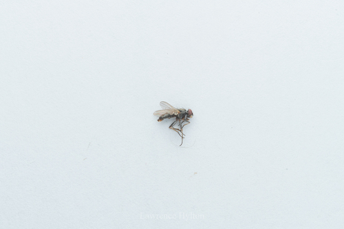 Lispe pygmaea, 2024-03-27