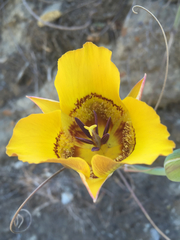 Calochortus clavatus