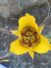 Calochortus clavatus