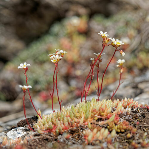 Saxifraga Conifera