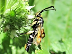 Pyropteron minianiforme