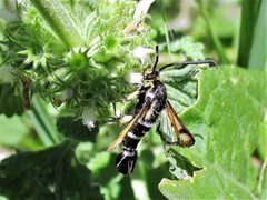 Pyropteron minianiforme