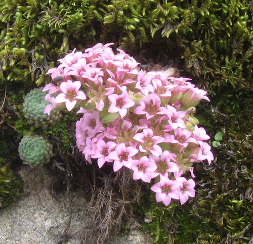 Prometheum pilosum, photograph 3