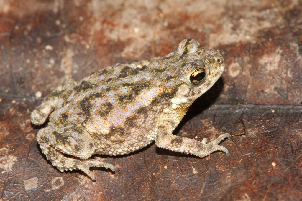 Rough Dwarf Toad