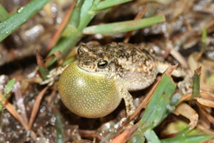 Rough Dwarf Toad photo 2