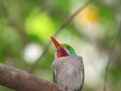 Todus multicolor
