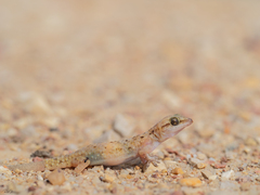 West Arabian Half-Toed Gecko photo 4