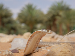 Moila Snake photo 5