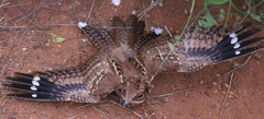 Donaldson-Smith's Nightjar photo 4