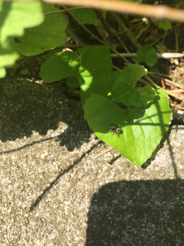 photo of Black-palped Jumping Spider (Pseudeuophrys erratica)