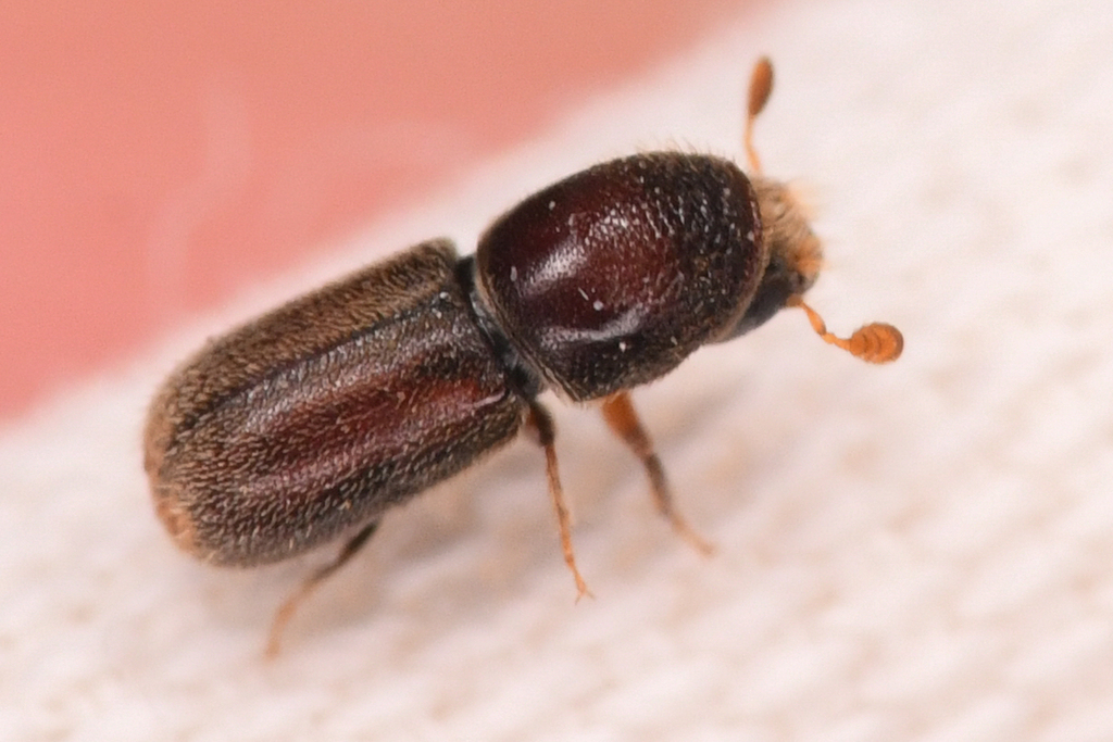 Pseudopityophthorus pruinosus