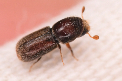 Pseudopityophthorus pruinosus