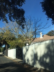 Acer negundo negundo