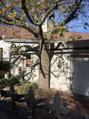 Acer negundo negundo