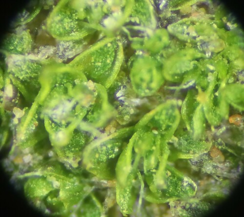 Crossidium squamiferum observed 2024-03-28