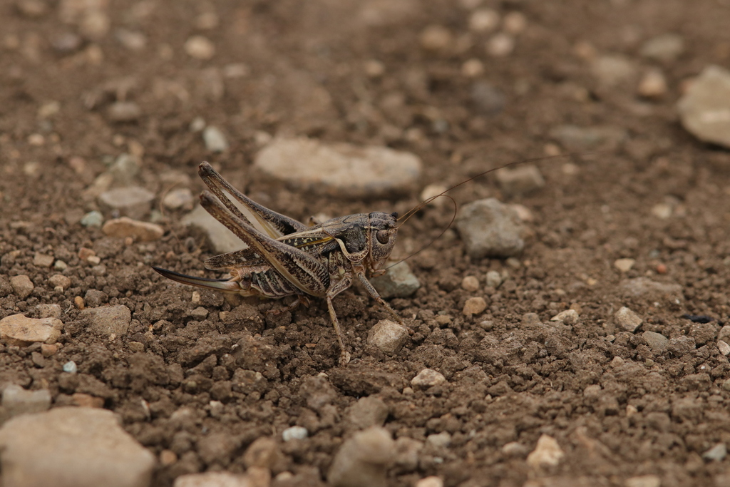 Montana decticiformis