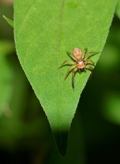 Prostheclina pallida
