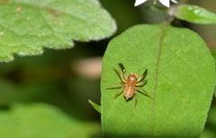 Prostheclina pallida