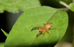 Prostheclina pallida