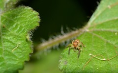 Prostheclina pallida