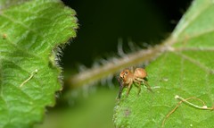 Prostheclina pallida