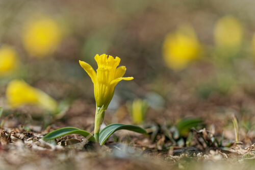Narcissus cuneiflorus, photograph 5