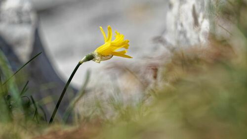 Narcissus cuneiflorus, photograph 6