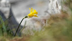 Narcissus cuneiflorus, photograph Thierry Arbault, CC BY, iNaturalist via GBIF