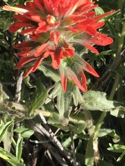 Castilleja applegatei