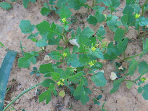 Image of Erucastrum arabicum by no rights reserved