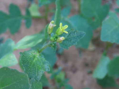 Image of Erucastrum arabicum by no rights reserved