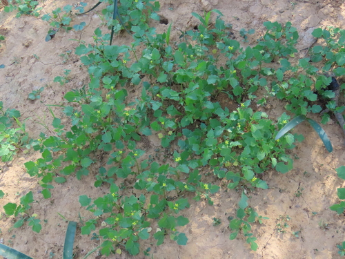 Image of Erucastrum arabicum by no rights reserved