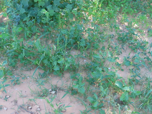 Image of Erucastrum arabicum by no rights reserved