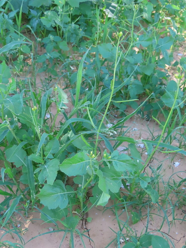 Image of African Dogmustard (Erucastrum arabicum) by no rights reserved
