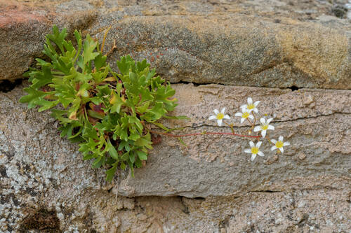 Saxifraga cuneata, photograph 6